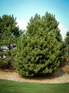 Сосна Чёрная (Pinus Nigra) купить по цене от 270.00р. в интернет-магазине «Посадика» с доставкой почтой в в Грязие и по всей России – [изображение №1].