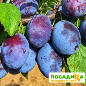 Слива Чачакская ранняя купить по цене от 229.00р. в интернет-магазине «Посадика» с доставкой почтой в в Грязие и по всей России – [изображение №1].