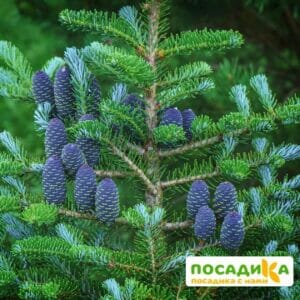 Пихта корейская (Abies koreana) купить по цене от 450.00р. в интернет-магазине «Посадика» с доставкой почтой в в Грязие и по всей России – [изображение №1].