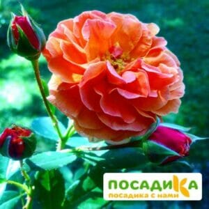 Роза Арабия купить по цене от 350.00р. в интернет-магазине «Посадика» с доставкой почтой в в Грязие и по всей России – [изображение №1].