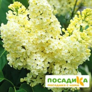 Сирень Примроуз (Primrose) купить по цене от 529.00р. в интернет-магазине «Посадика» с доставкой почтой в в Грязие и по всей России – [изображение №1].