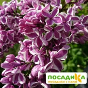 Сирень Сенсация купить по цене от 529.00р. в интернет-магазине «Посадика» с доставкой почтой в в Грязие и по всей России – [изображение №1].