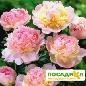 Пион Распберри Сандей (Paeonia Raspberry Sundae) купить по цене от 959р. в интернет-магазине «Посадика» с доставкой почтой в в Грязие и по всей России – [изображение №1].