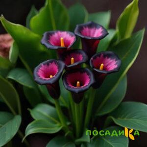 Калла Аура Лейс купить по цене от 400р. в интернет-магазине «Посадика» с доставкой почтой в в Грязие и по всей России – [изображение №1].