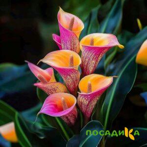 Калла Оникс купить по цене от 450р. в интернет-магазине «Посадика» с доставкой почтой в в Грязие и по всей России – [изображение №1].