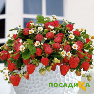 Клубника Рубиновый Шепот (горшечная) купить по цене от 240р. в интернет-магазине «Посадика» с доставкой почтой в в Грязие и по всей России – [изображение №1].