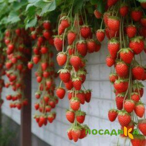 Клубника вьющаяся Комплимент купить по цене от 470р. в интернет-магазине «Посадика» с доставкой почтой в в Грязие и по всей России – [изображение №1].