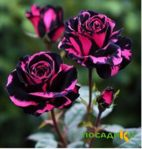 Роза Багровый Шепот купить по цене от 366р. в интернет-магазине «Посадика» с доставкой почтой в в Грязие и по всей России – [изображение №1].