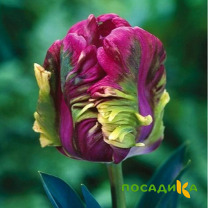 Тюльпан Экзотик Хэвен купить по цене от 186р. в интернет-магазине «Посадика» с доставкой почтой в в Грязие и по всей России – [изображение №1].