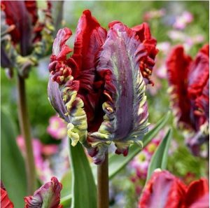 Тюльпан Рококо купить по цене от 350р. в интернет-магазине «Посадика» с доставкой почтой в в Грязие и по всей России – [изображение №1].