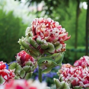 Тюльпан Дабл Флеминг Берд купить по цене от 249р. в интернет-магазине «Посадика» с доставкой почтой в в Грязие и по всей России – [изображение №1].