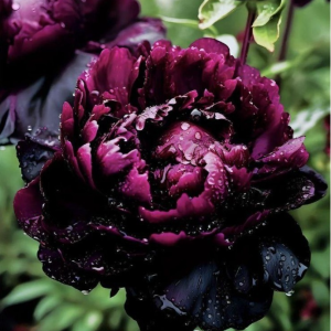Пион Темный Сад купить по цене от 421р. в интернет-магазине «Посадика» с доставкой почтой в в Грязие и по всей России – [изображение №1].