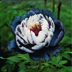 Пион Древовидный Инь-Янь купить по цене от 419р. в интернет-магазине «Посадика» с доставкой почтой в в Грязие и по всей России – [изображение №1].