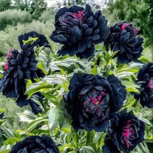 Пион древовидный Сердце Афродиты купить по цене от 600р. в интернет-магазине «Посадика» с доставкой почтой в в Грязие и по всей России – [изображение №1].