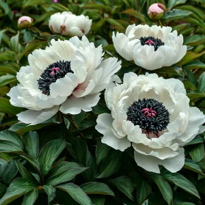 Пион Инк Эн купить по цене от 429р. в интернет-магазине «Посадика» с доставкой почтой в в Грязие и по всей России – [изображение №1].