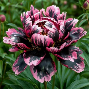 Пион Дроп Руби купить по цене от 469р. в интернет-магазине «Посадика» с доставкой почтой в в Грязие и по всей России – [изображение №1].