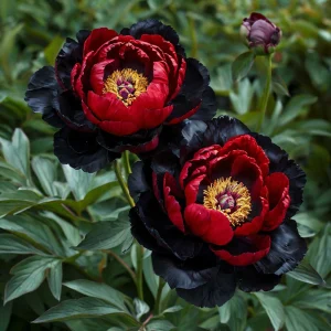 Пион Эбеновый Рубин купить по цене от 419р. в интернет-магазине «Посадика» с доставкой почтой в в Грязие и по всей России – [изображение №1].