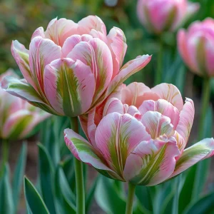 Тюльпан Аврора Принцес купить по цене от 345р. в интернет-магазине «Посадика» с доставкой почтой в в Грязие и по всей России – [изображение №1].