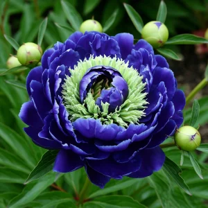 Пион Дримвивер купить по цене от 417р. в интернет-магазине «Посадика» с доставкой почтой в в Грязие и по всей России – [изображение №1].