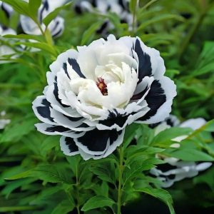 Пион Монохромный Шик купить по цене от 429р. в интернет-магазине «Посадика» с доставкой почтой в в Грязие и по всей России – [изображение №1].